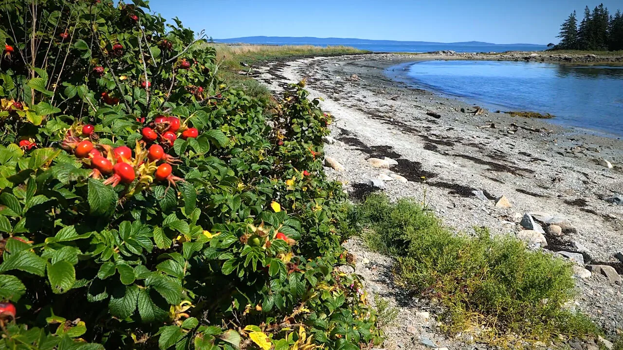 Vinalhaven - a local beach