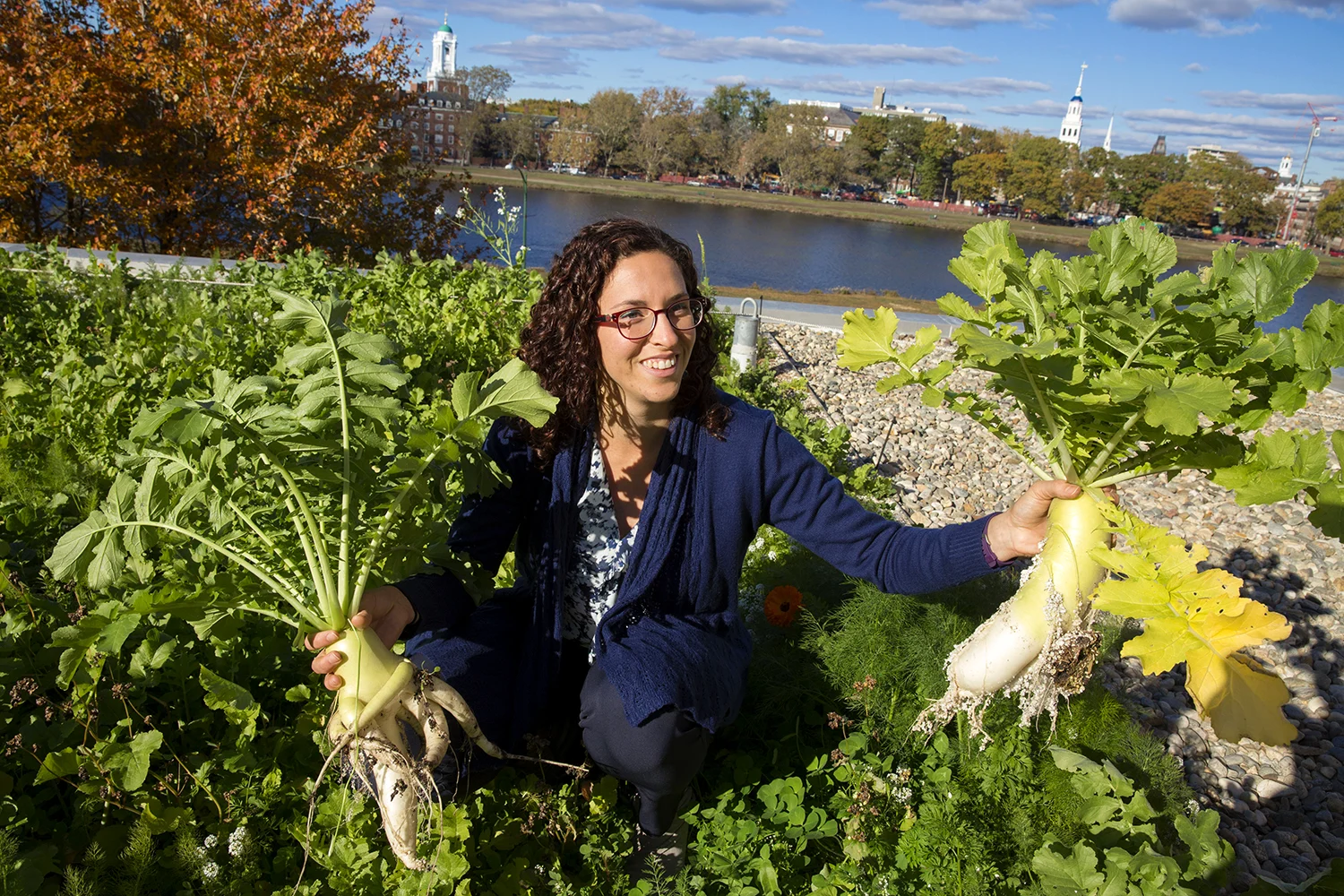 Woman harvests Daikon radishes on one of the many green roofs on campus with Charles river and Cambridge in the background