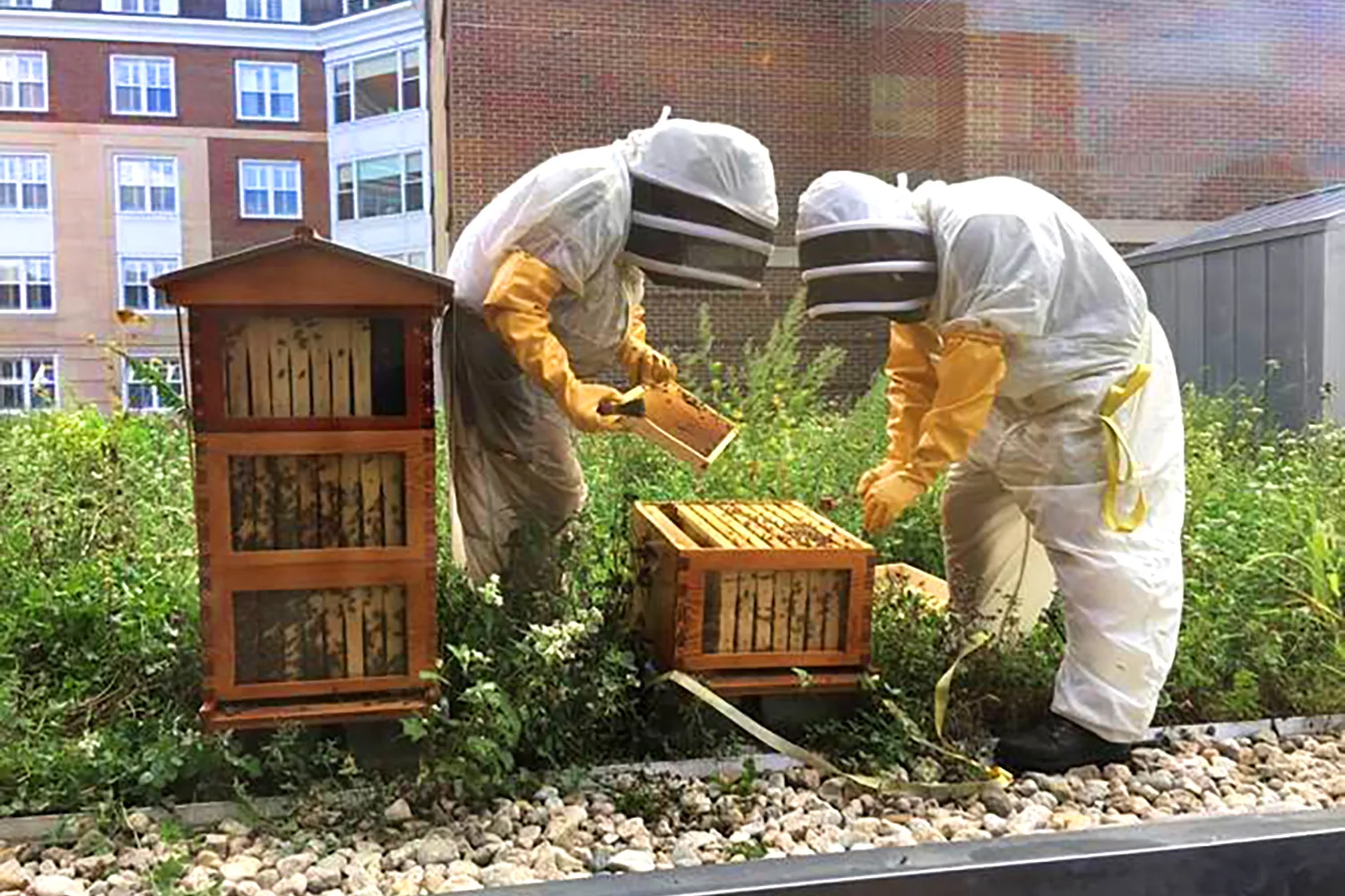 Two HBS beekeepers tend to one of the honeybee hives on campus.