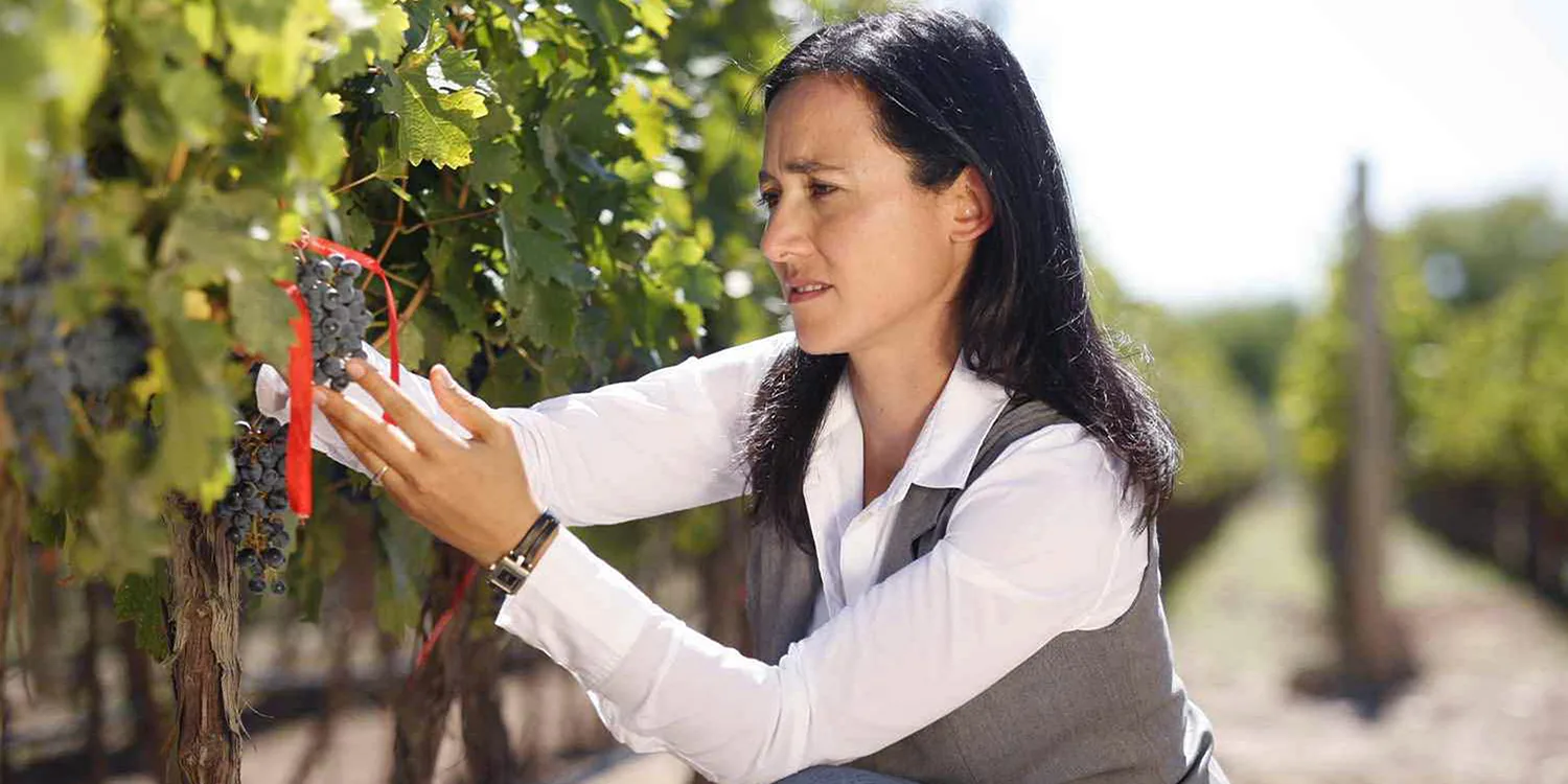 Woman picking grapes at vineyard