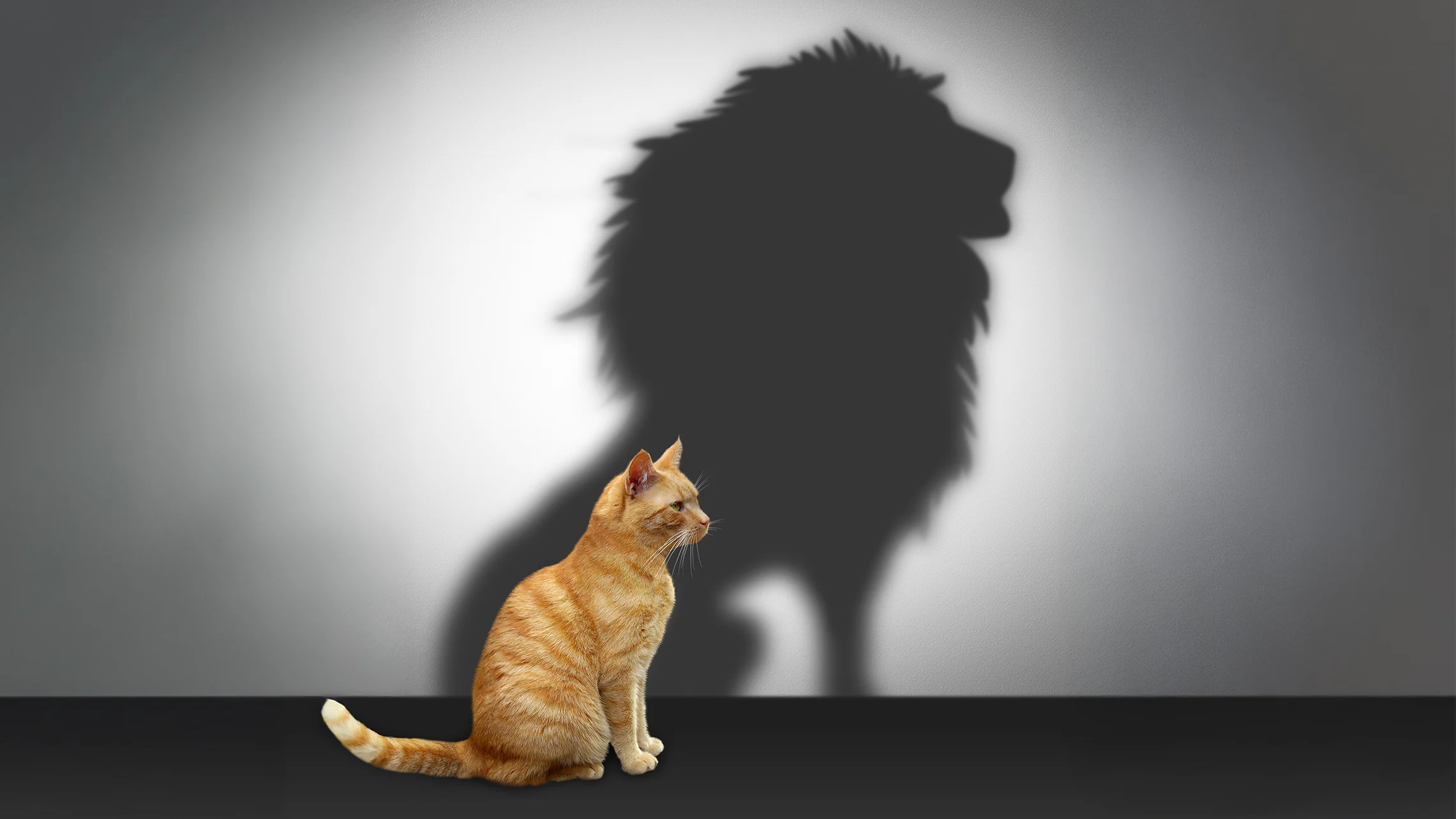 Orange tabby cat with the shadow of a lion