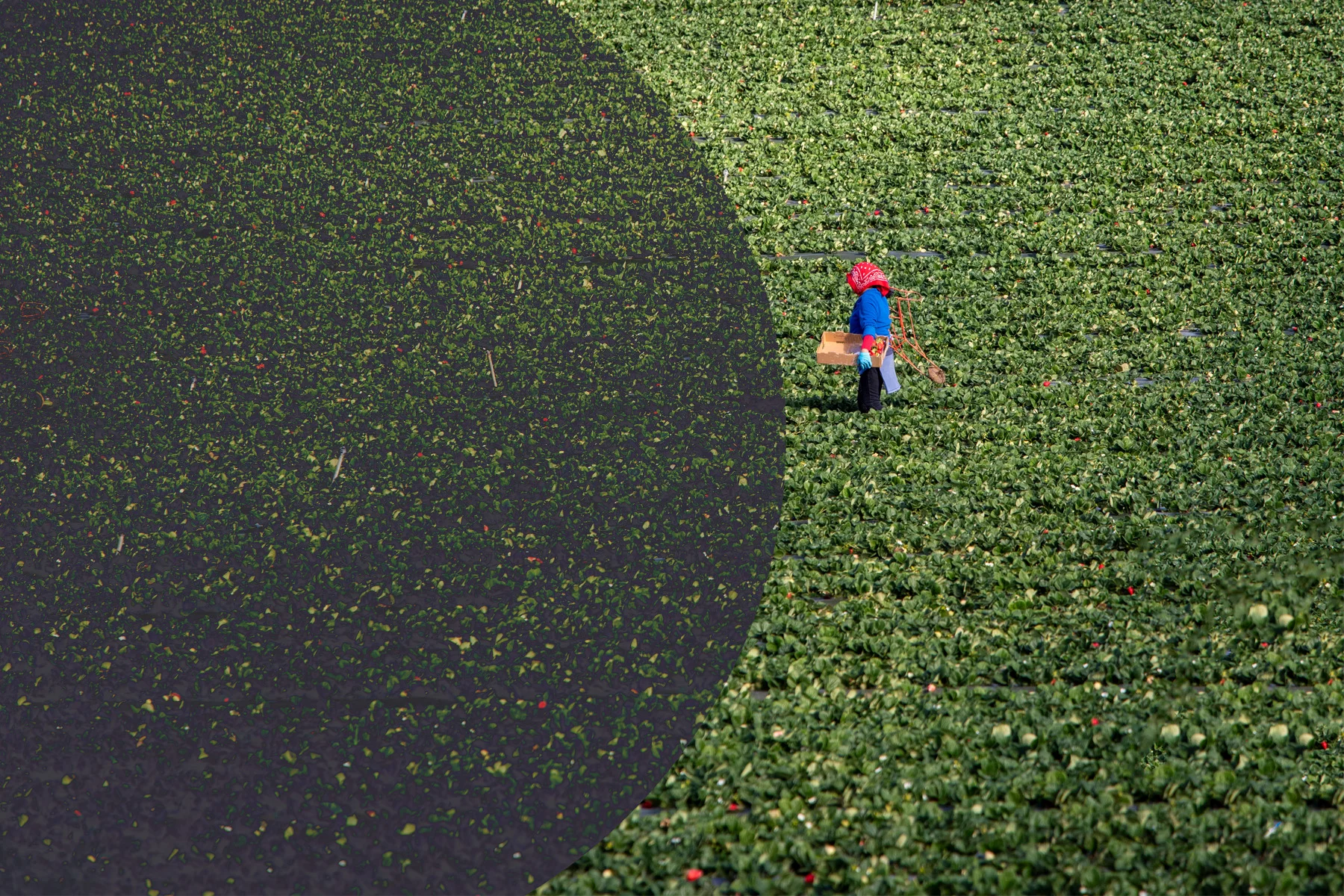 Farm worker along on a large field, on the edge of a darkened circle