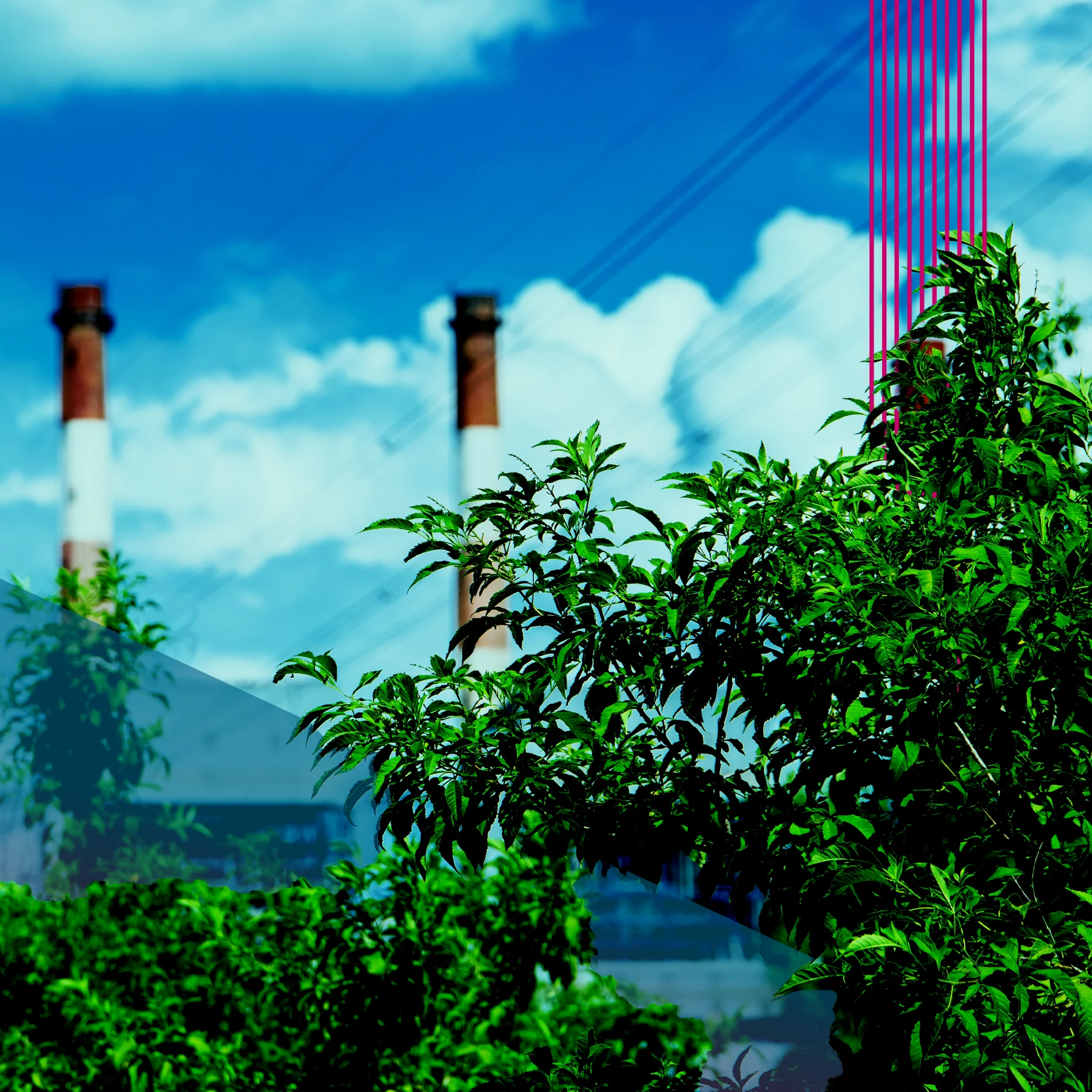 Green leafy plants in the foreground with two tall smokestacks in the background under a blue sky with clouds. Pink vertical lines and a teal geometric overlays appear on the image.