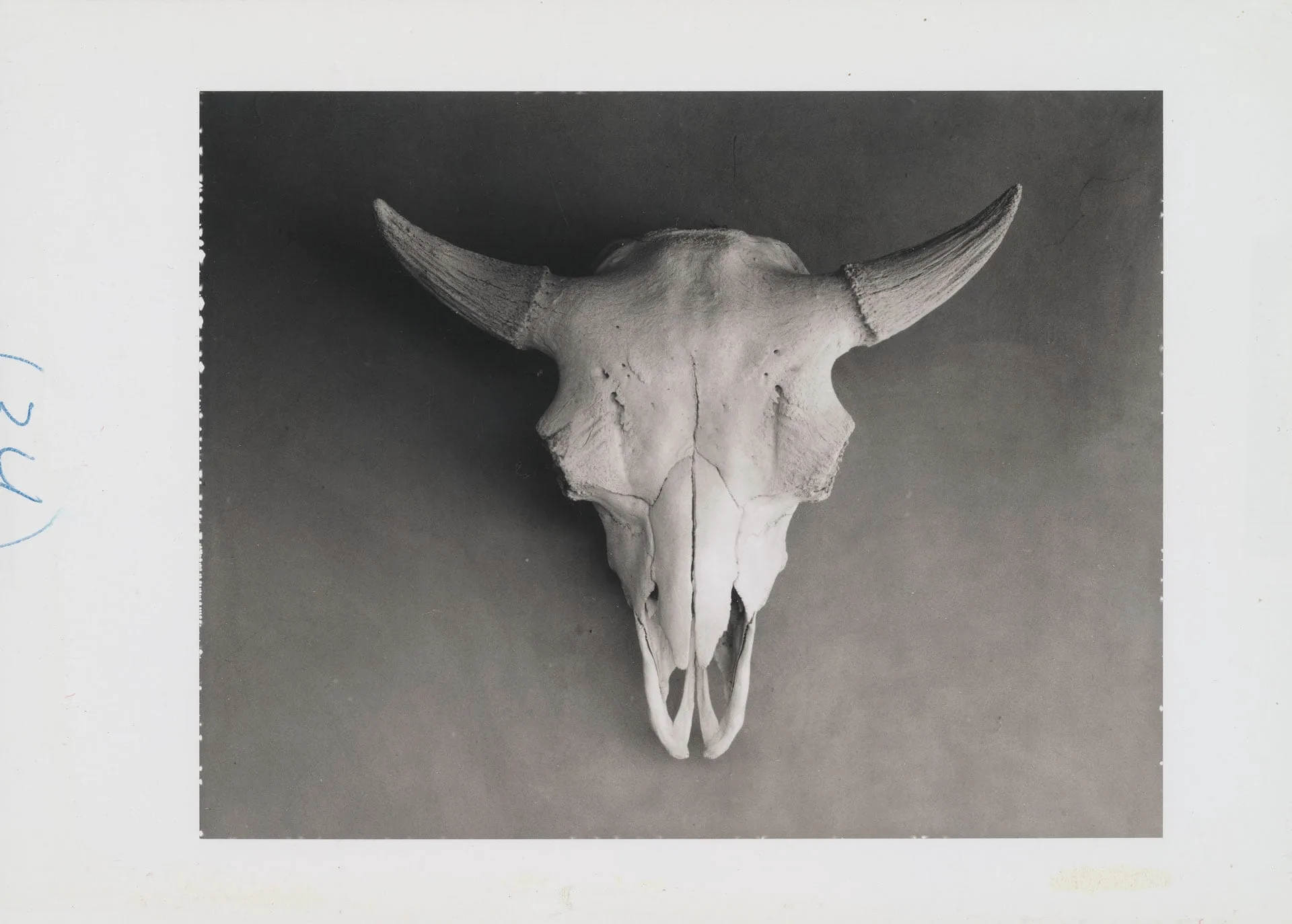 Skull on wall, test photograph by Ansel Adams