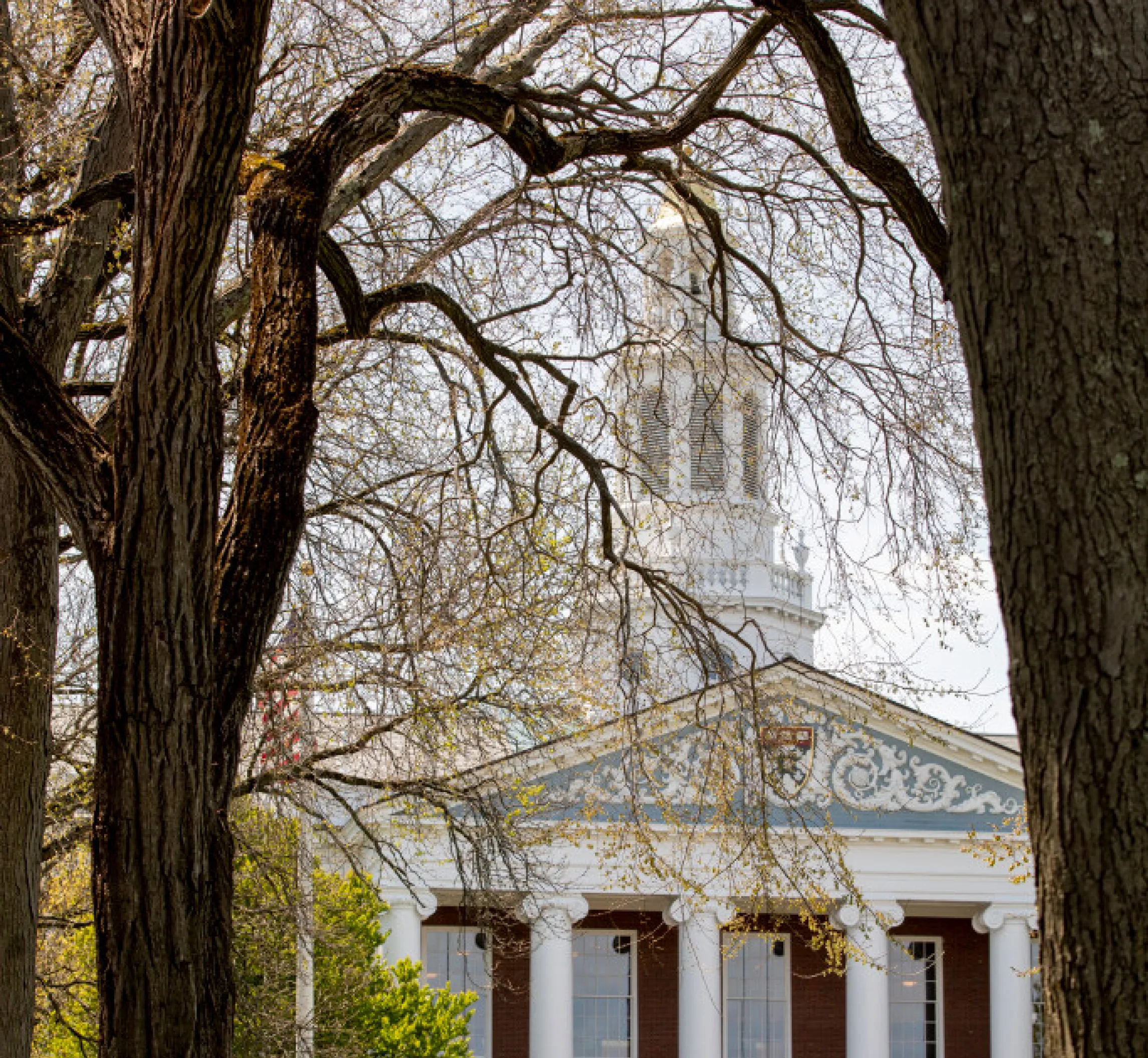 Cropped view of Baker Library exterior framed by treas