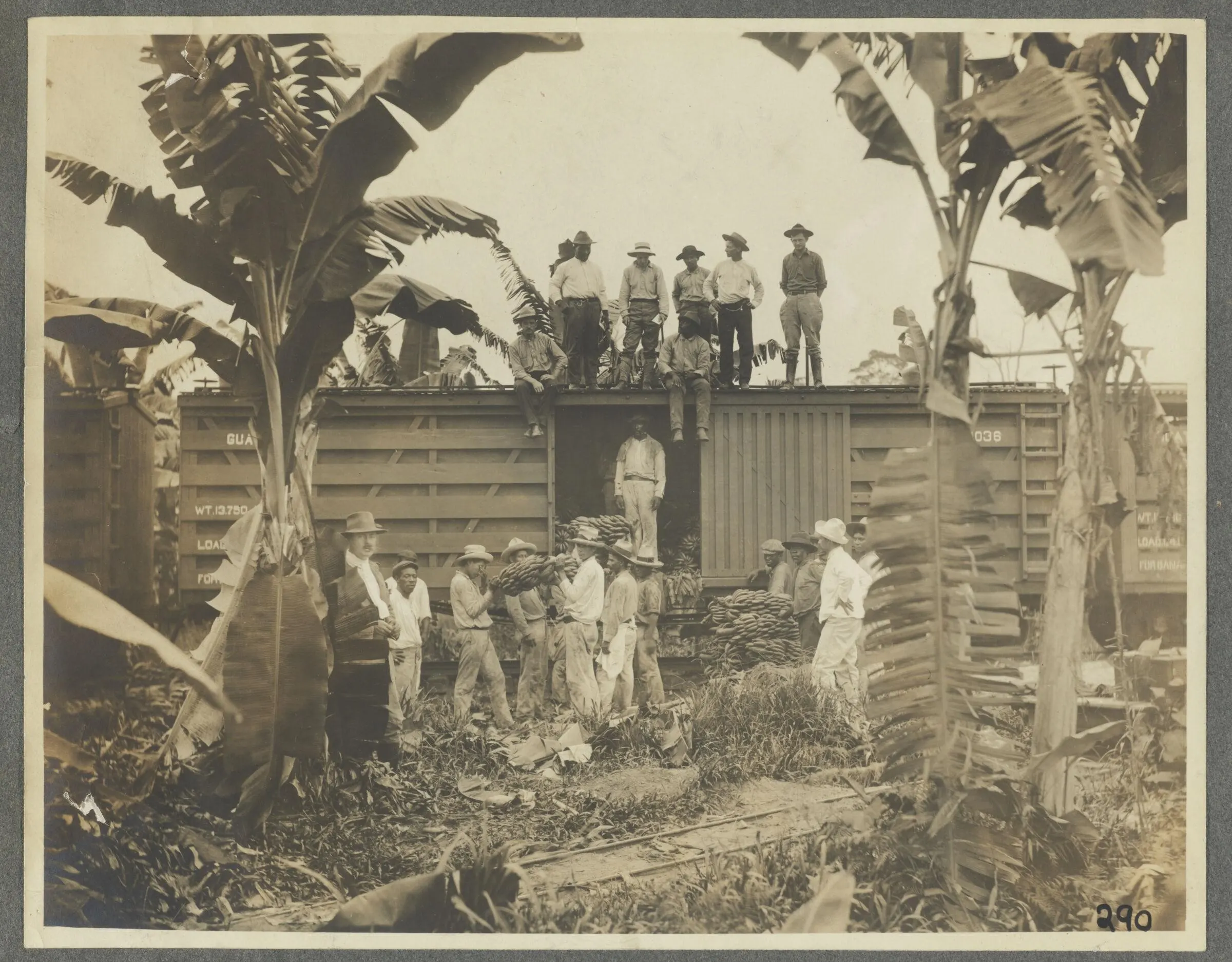 Workers loading bananas in Guatemala during the 1930s