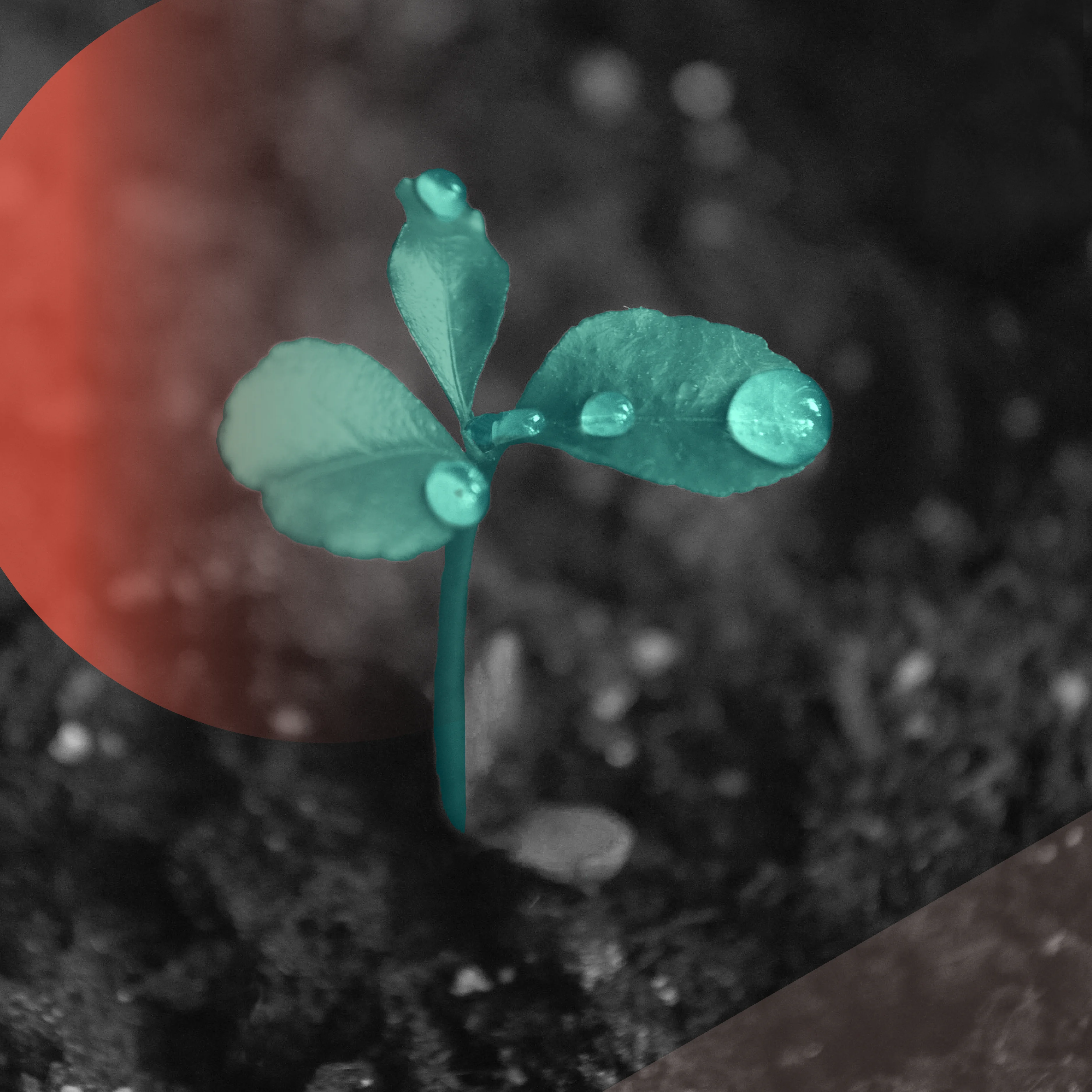 Teal-colored plant bud with water droplets on its leaves growing out of soil.