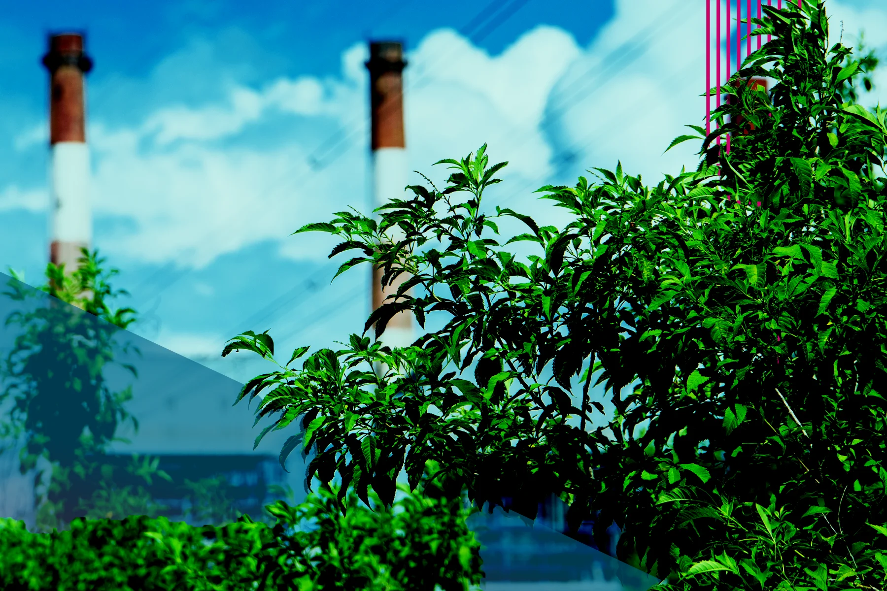 Green leafy plants in the foreground with two tall smokestacks in the background under a blue sky with clouds. Pink vertical lines and a teal geometric overlays appear on the image.