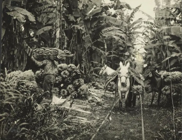 Donkey laden with bananas, surrounded by banana pants with two men in the background