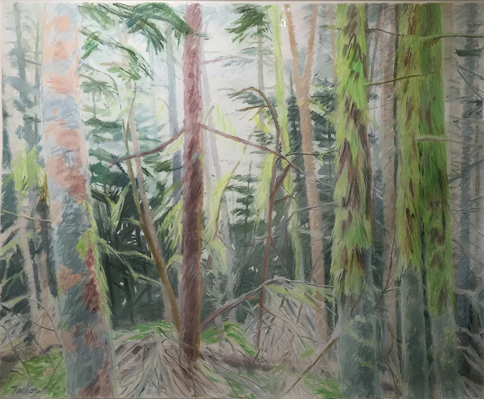 Expressive pastel drawing of a dense forest with tall trees, green moss, and filtered light.