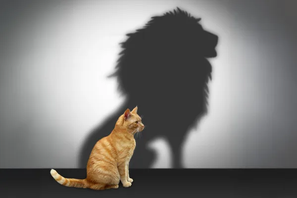 Orange tabby cat with the shadow of a lion