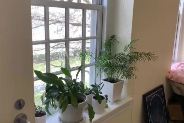 plants on a windowsill in Hamilton residence hall