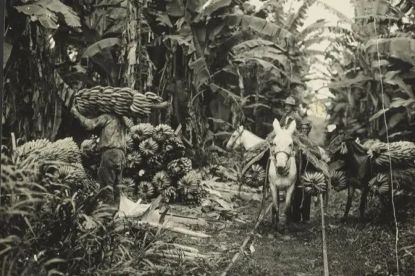 Donkey laden with bananas, surrounded by banana pants with two men in the background