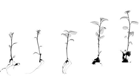 stages of a plant growth