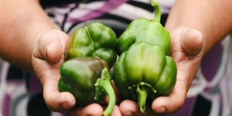 Woman holding sustainably grown peppers